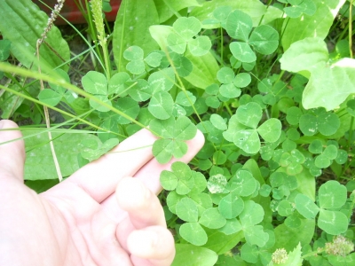 Four leaves! Four leaves!