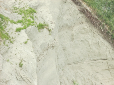 The nest holes.