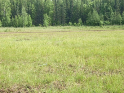 The dried pond -sad face-
