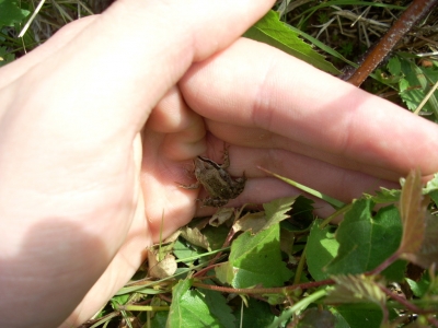 A young frog!