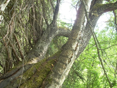 The large willow