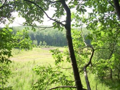 The view from the tree top.