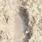 The small amount of water left. The small amount of water left.