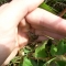 A young frog!