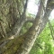 The large willow The large willow
