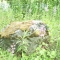 The old rock.
