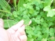 Four leaves!