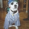 Dog People