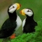 puffins