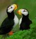 puffins