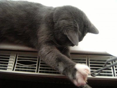 audiotour+regularanimaldoc 034.jpg