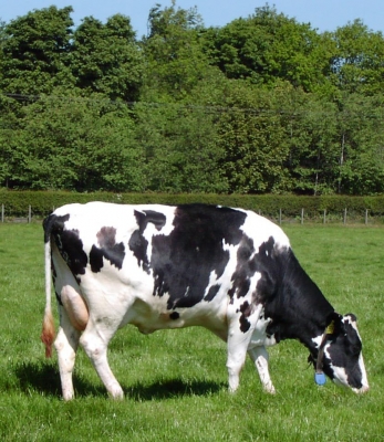 cow%20grazing.jpg