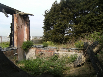 TOM- Disobediant nature?