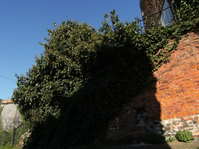 Hedge envelopes wall