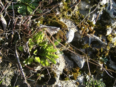 Breaking out from the wall