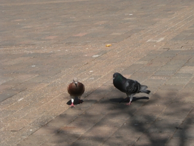 Pigeons...
