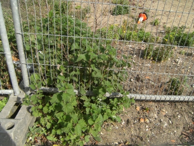 Stinging nettles.jpg