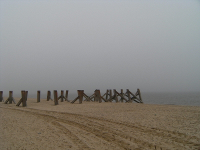 treesspassingthefuture 009.jpg