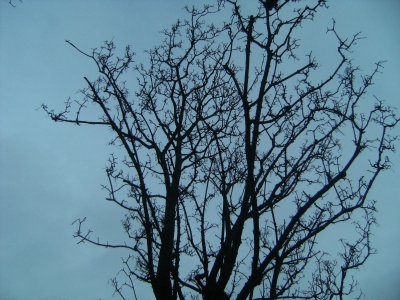 Trees