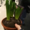 Hyacinth