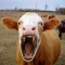 Killer cow!