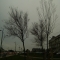 Tree.jpg