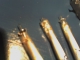 Modified ammunition