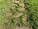 Pavement