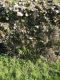 Clinging to the wall