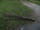 Branch