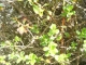 Hedge2.jpg