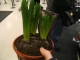 Hyacinth