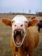 Killer cow!