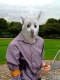 Even seriouser cat
