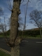 Spiky tree.jpg