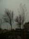 Tree.jpg