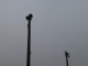 Flood Siren