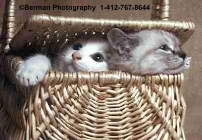 twokittensbasket.jpg