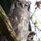 hoot