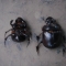 bugs