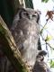 hoot