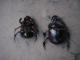 bugs