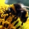 The Bears we Frenzy for our Things by gato fetz The Bears we Frenzy for our Things by gato fetz