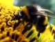 bumblebeerex_468x362-300x232.jpg