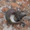 The humble snail