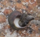 The humble snail