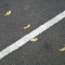 Banana bomb remnants