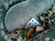 Seven of Spades