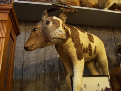 two headed cow