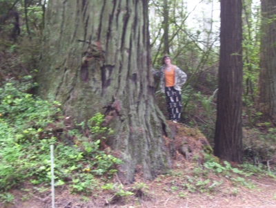 a redwood a redwood